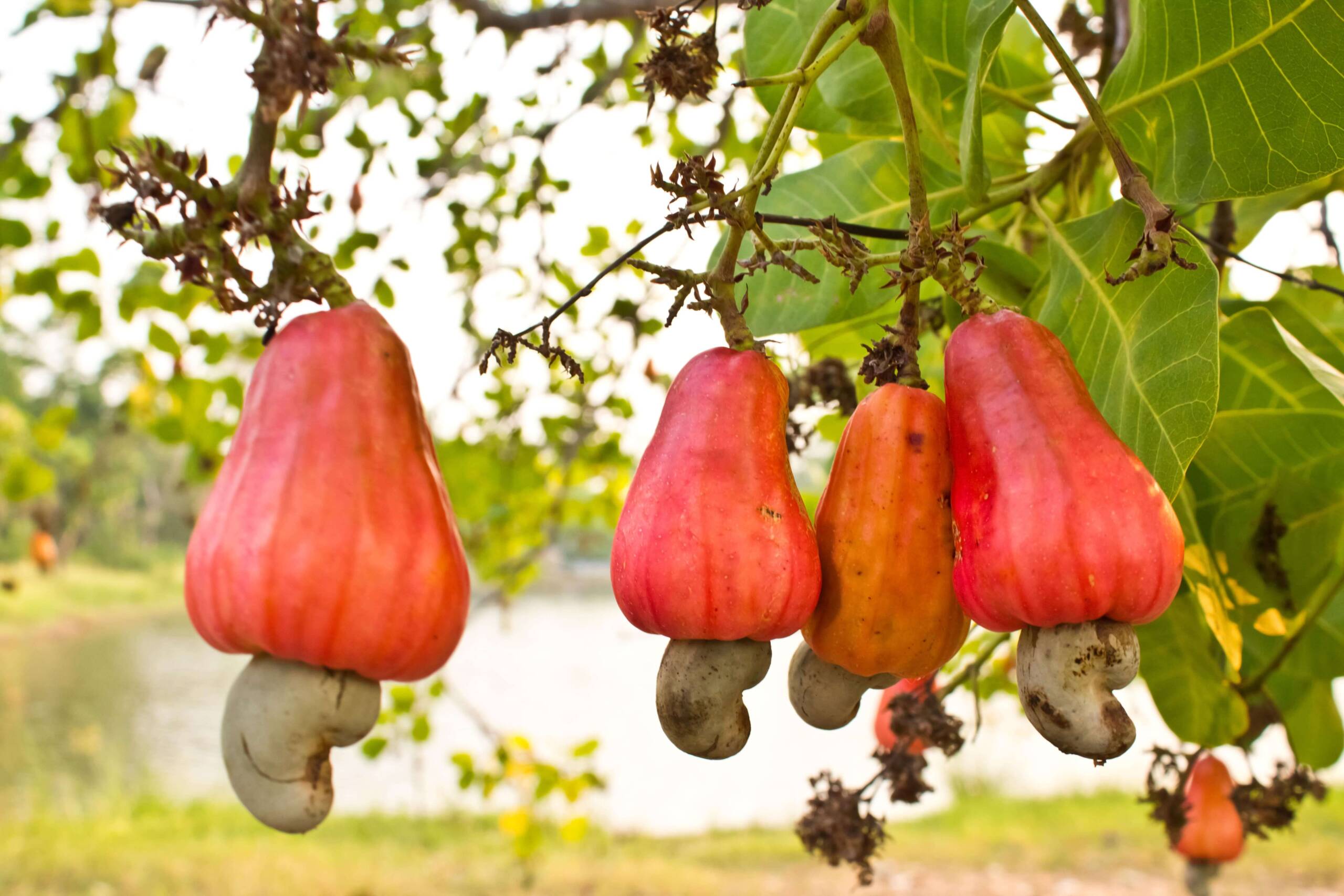 Raw Cashew